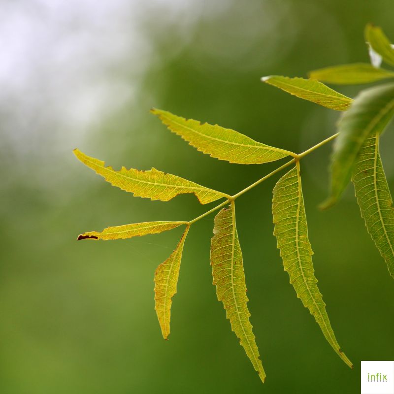 ব্রণ সমস্যার ঘরোয়া সমাধান