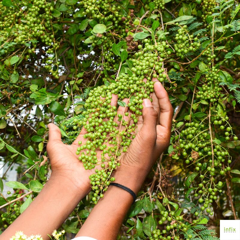 রুপচর্চায় নিম