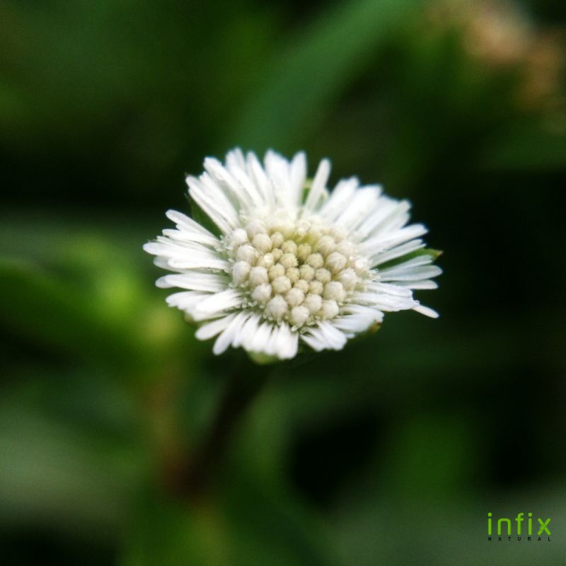 আয়ুর্বেদিক হার্বস