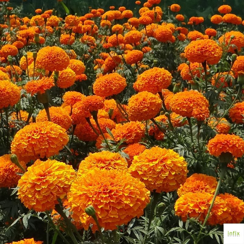 রুপচর্চায় ফুল