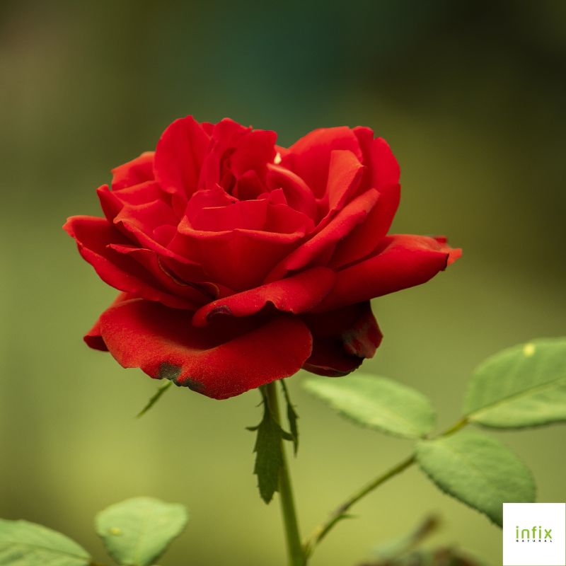 প্রাকৃতিক উপায়ে ফর্সা