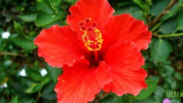 চুলের যত্নে জবা ফুল