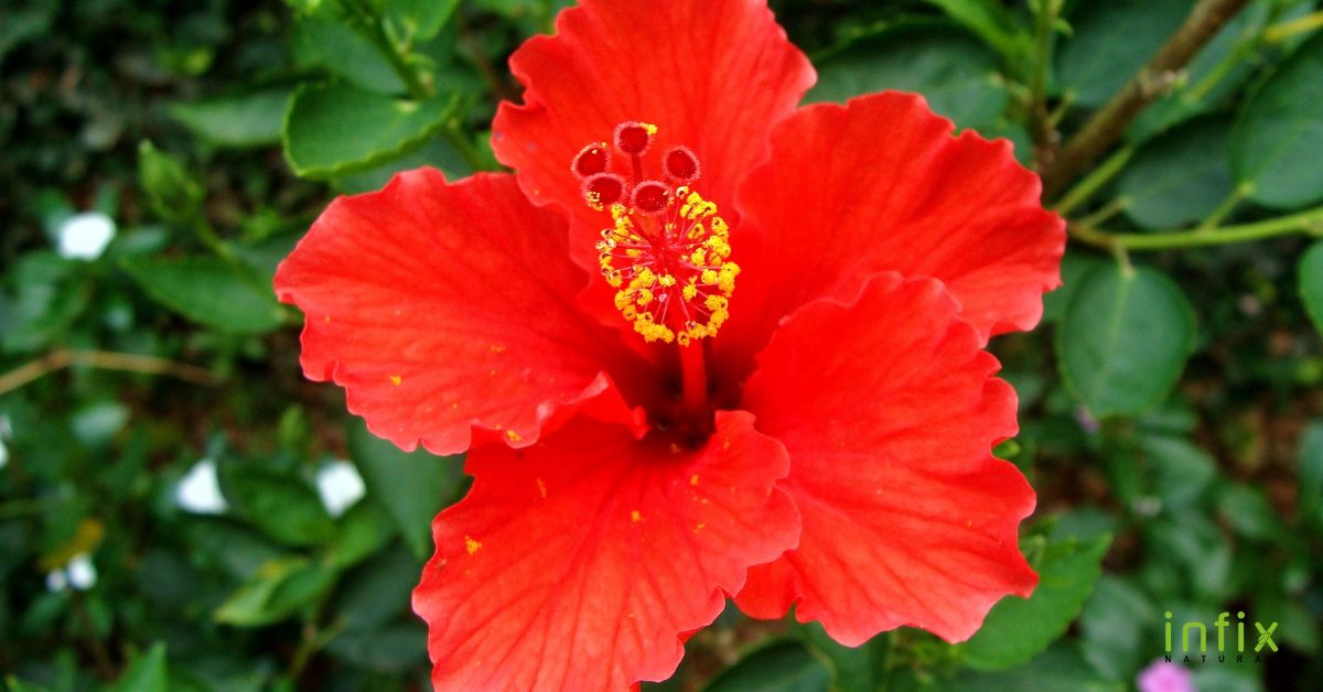 চুলের যত্নে জবা ফুল